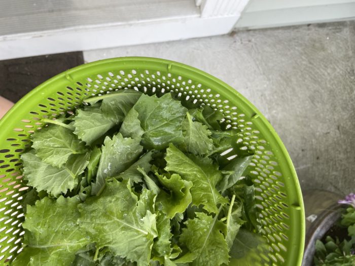 salad spinner with fresh kale