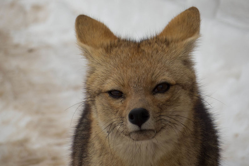 Portrait of an Andean fox