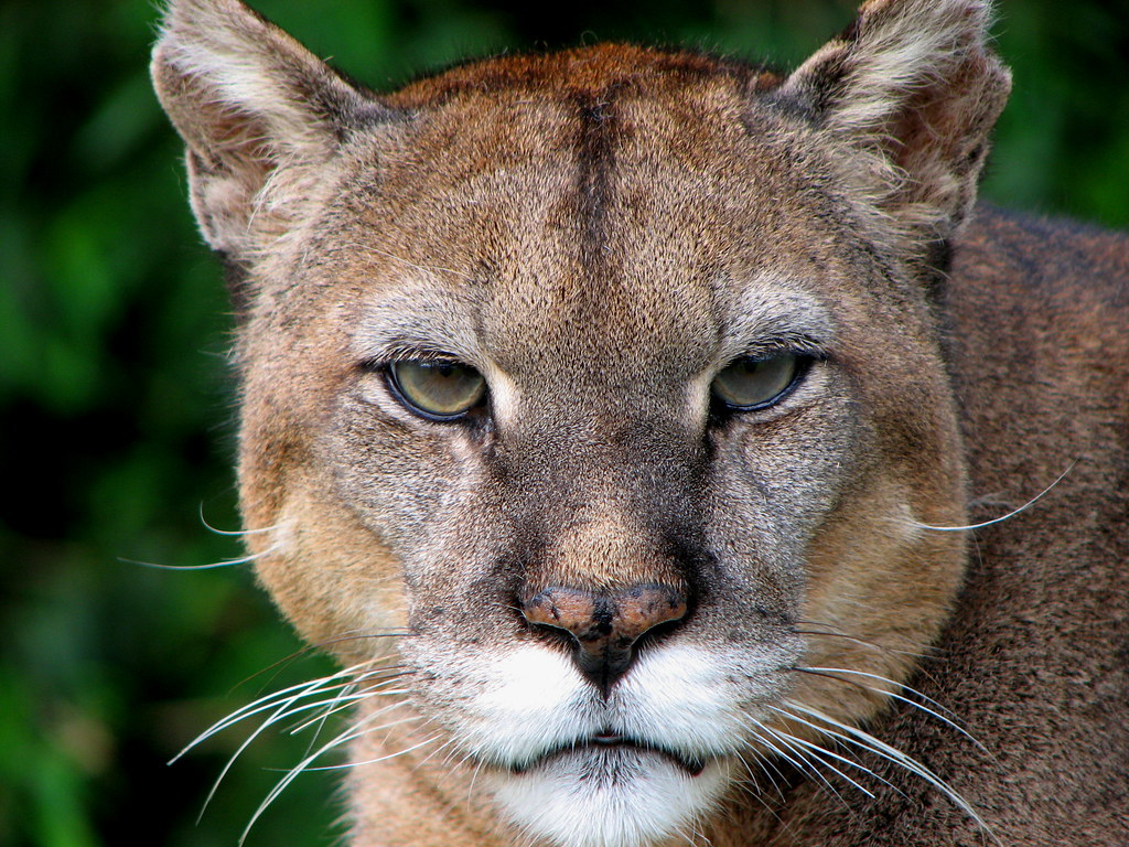 Portrait of Patagonian puma