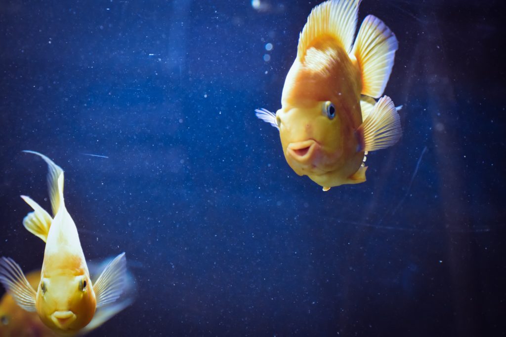 Two goldfishes