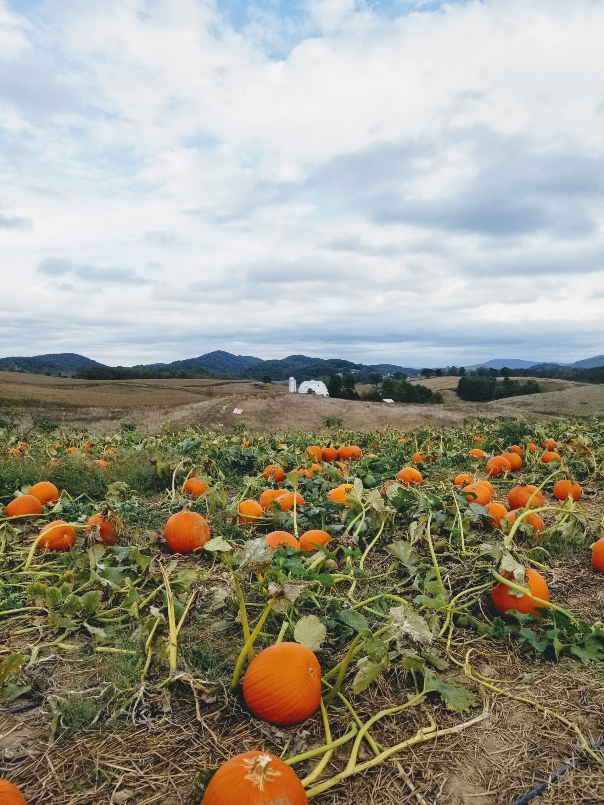 pumpkins_growing