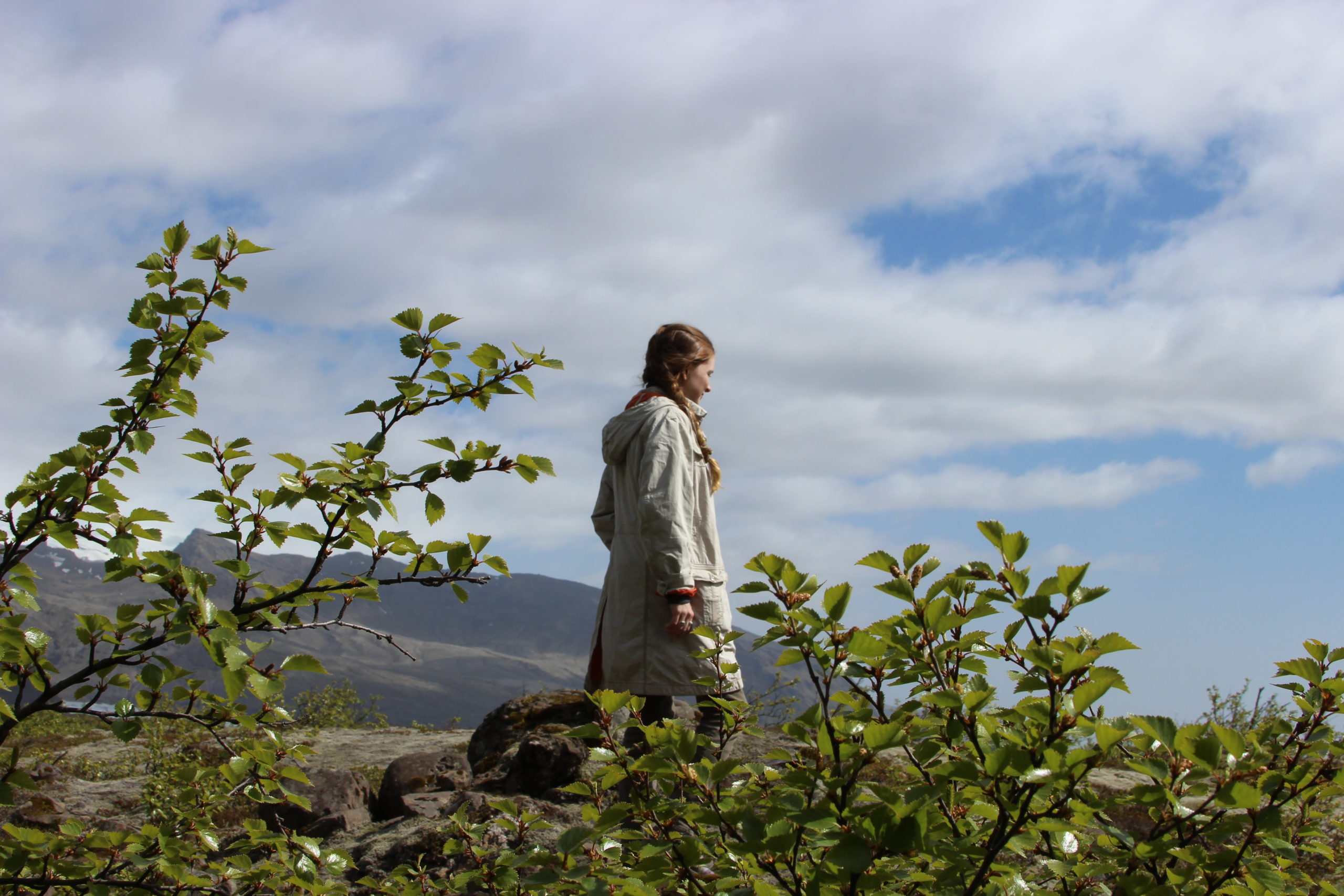 foraging_in_iceland