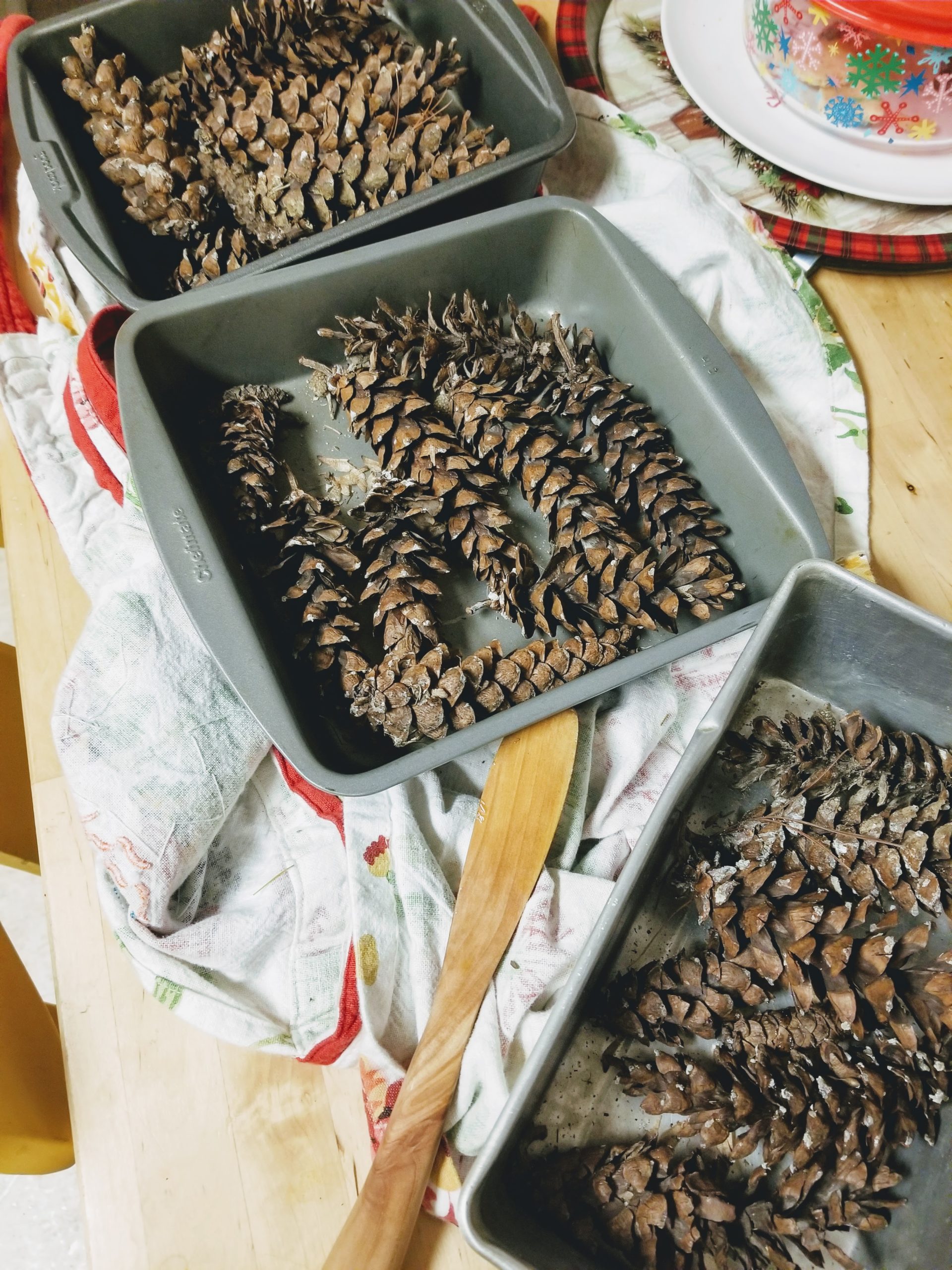 pinecone_drying