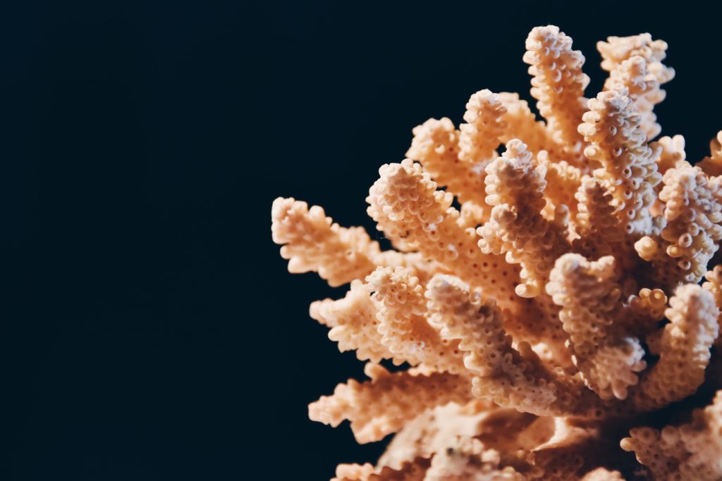 Photo of a coral on a dark background