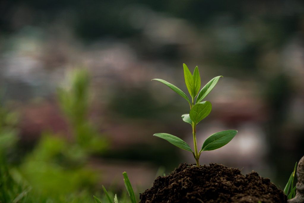 A tree sapling emerging from the ground