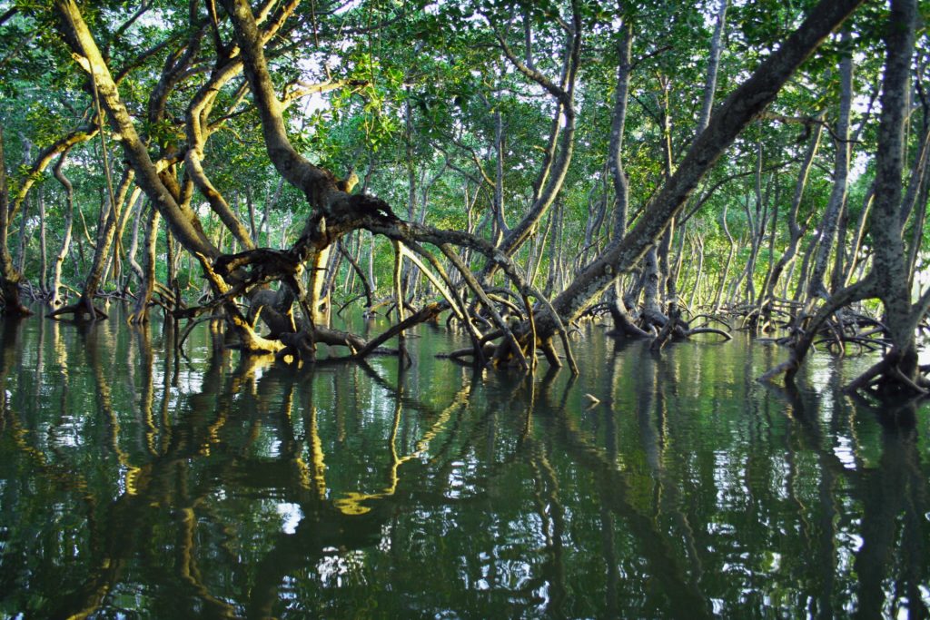 Mangrove forest with tangled roots in the water