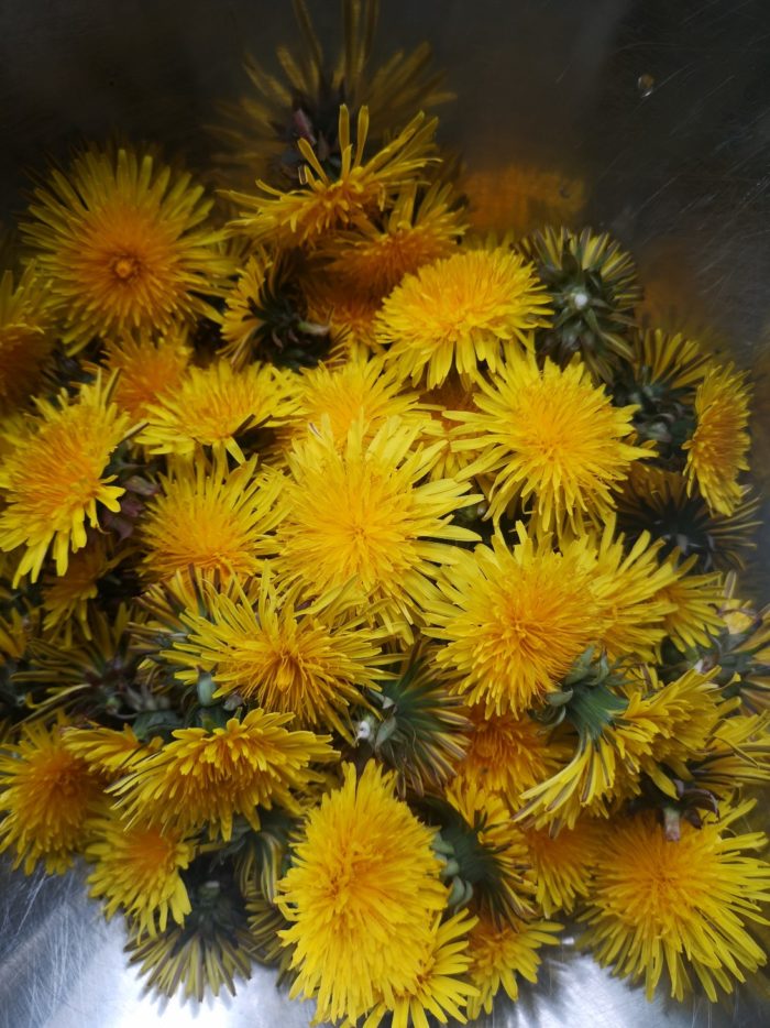 a bunch of yellow dandelion flowers