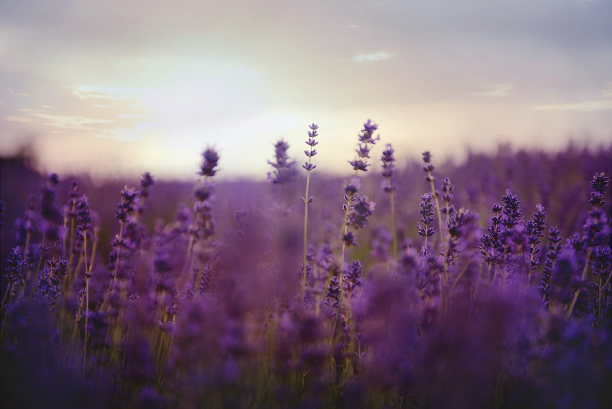 lavender field