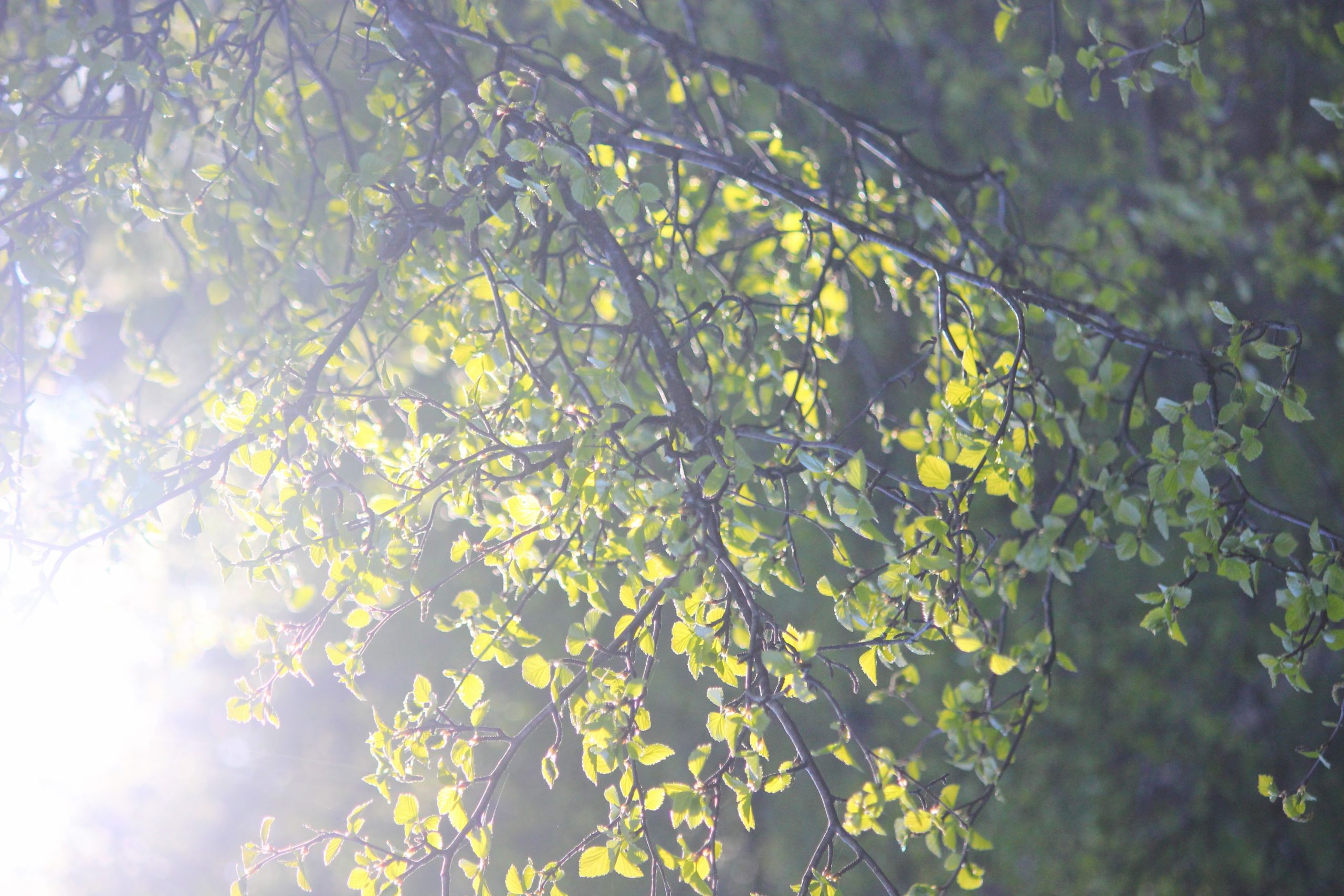 sunlight shining through birch trees