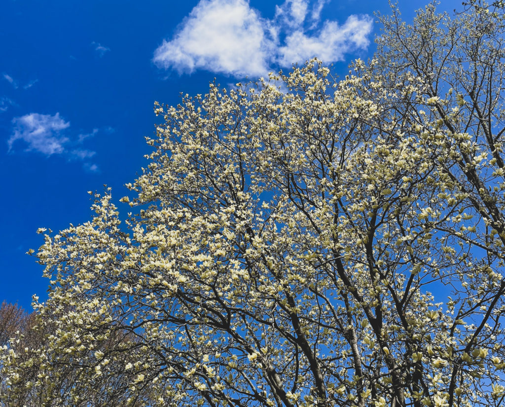 tea blooming in spring