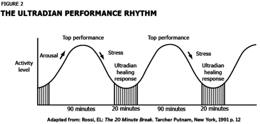ultradian cycle
