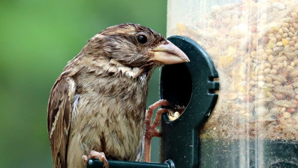 bird eating at a bird feeder