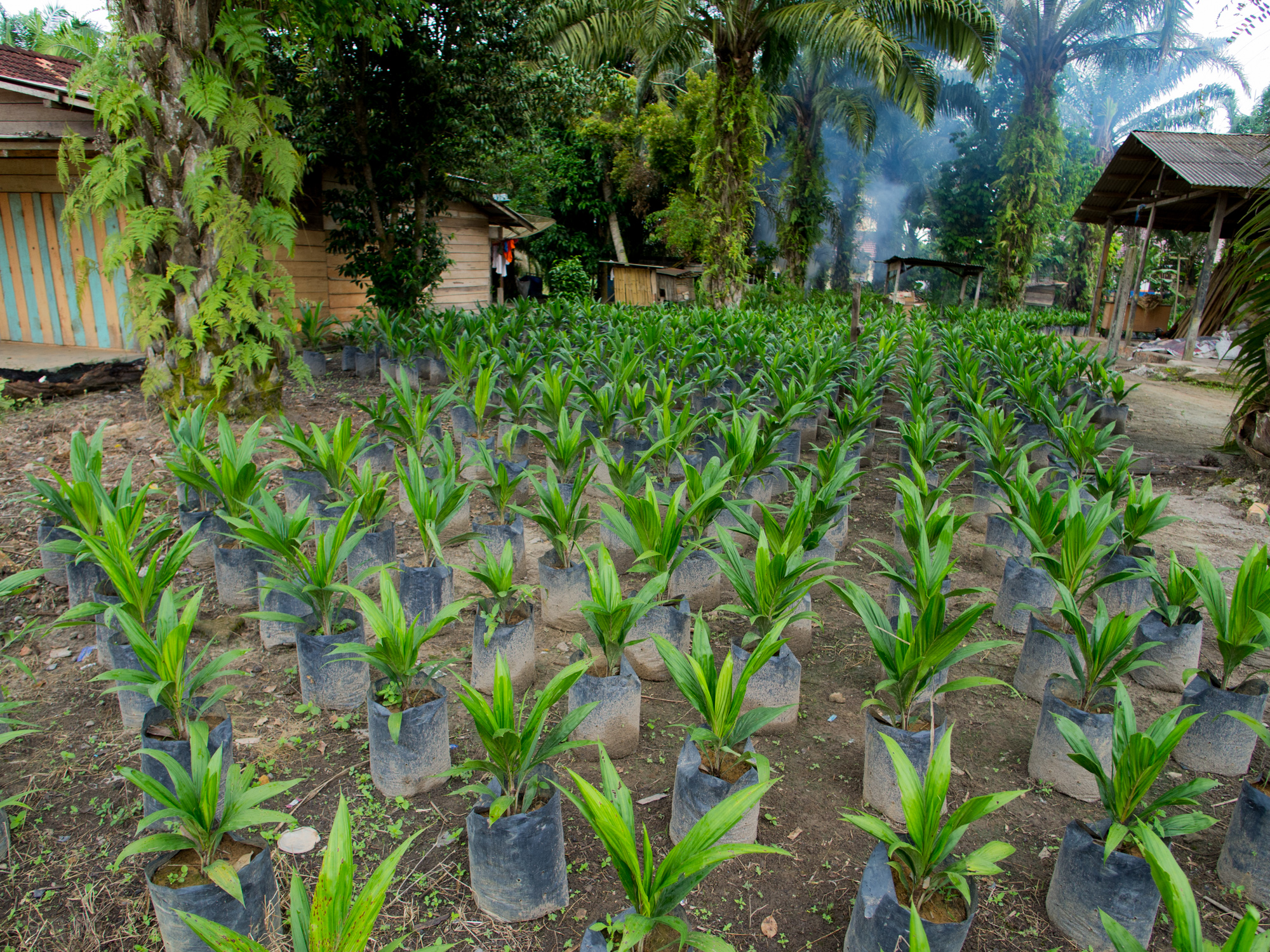 Palm Oil Nursery