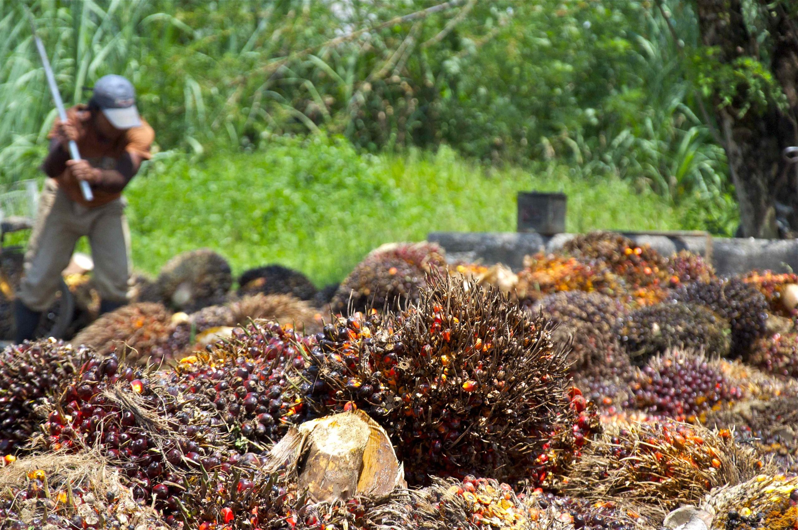 Harvesting Palm Fruit