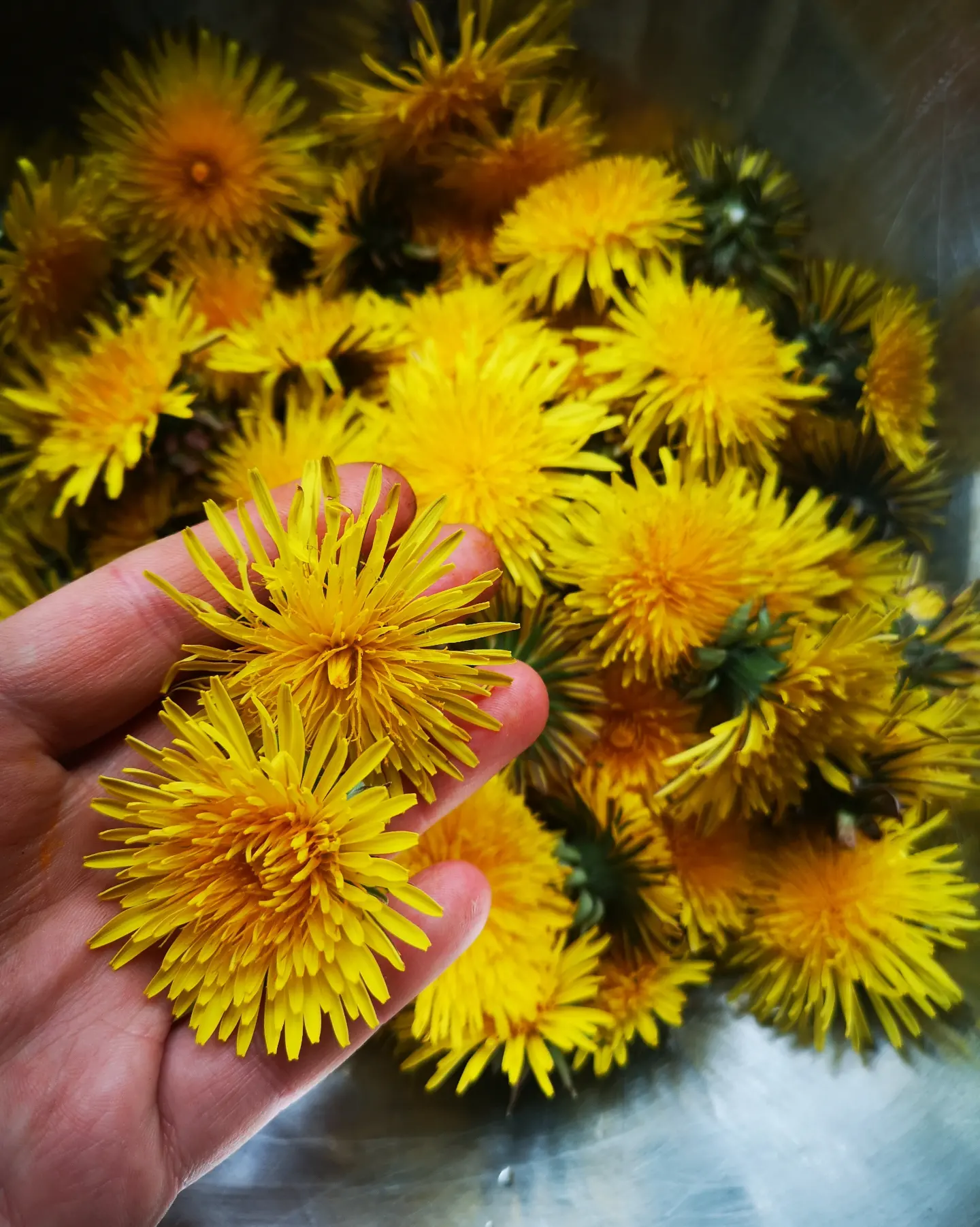 yellow dandelion flowers in a silver bowl