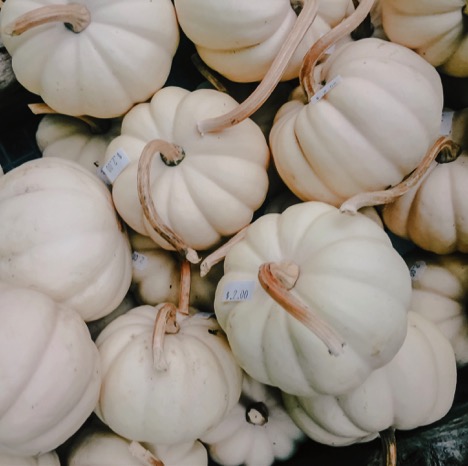 pile of white pumpkins