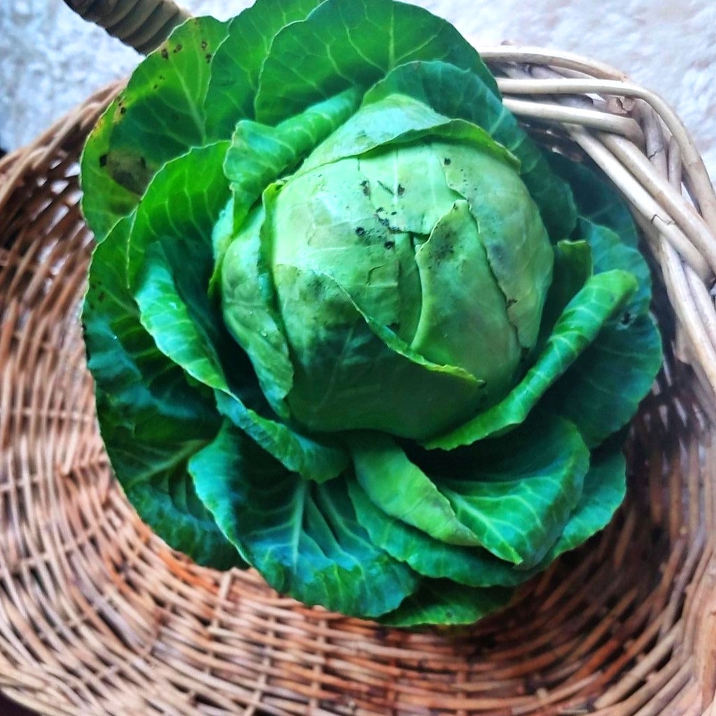 a whole raw cabbage in a brown basket