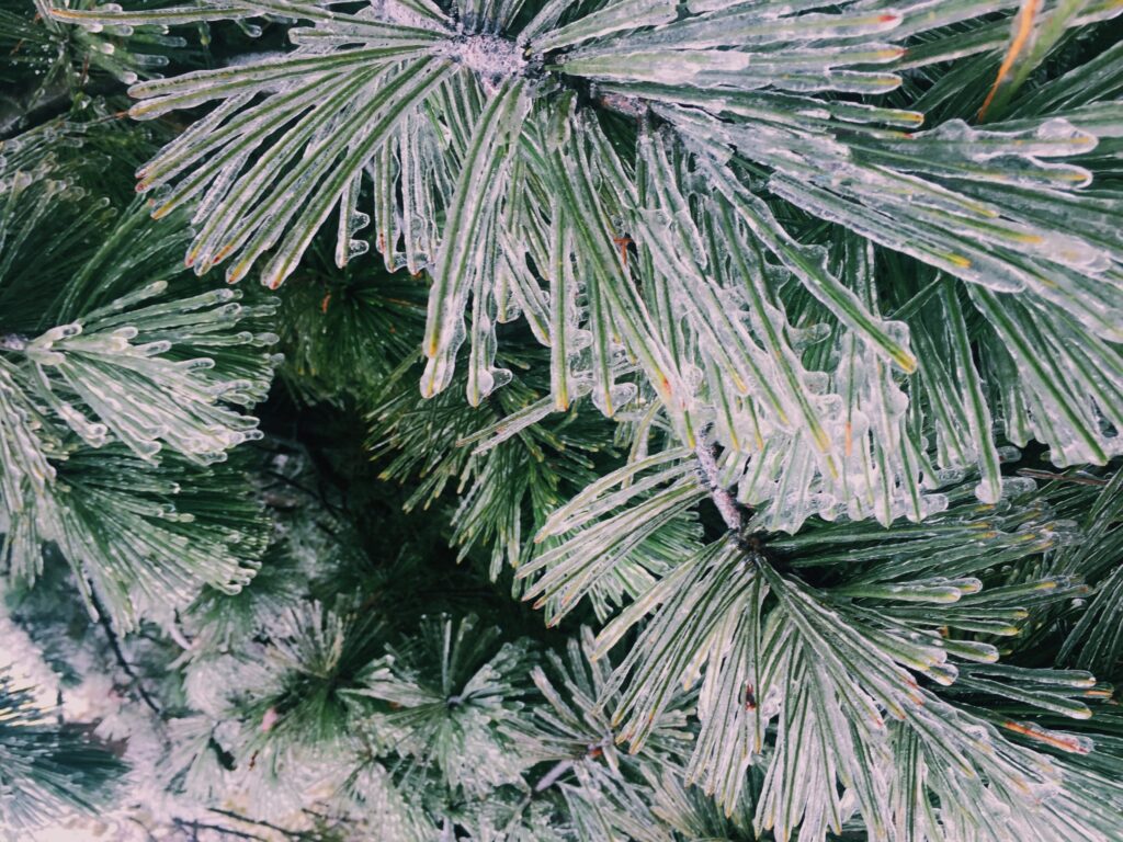 pine on a tree