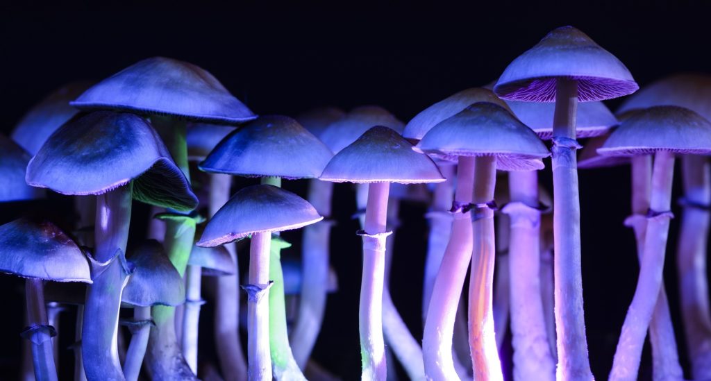 Mushrooms for mental health treatment becoming more popular.