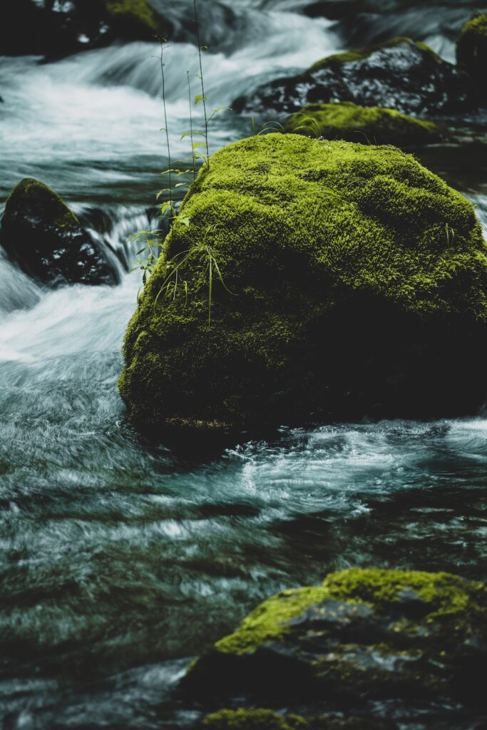 Moss covered rock in the middle of a quickly flowing mountain stream. 