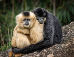 Black and tan monkeys hugging with a green background