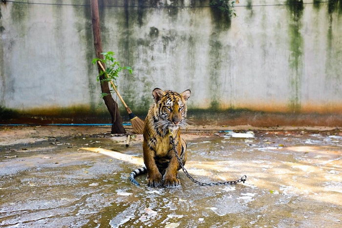 A tiger chained to a flooded courtyard and looking mournfully away from the camera.