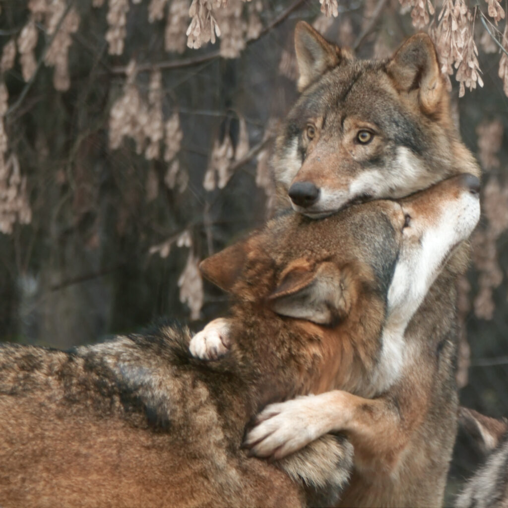 Brown And Grey Wolves Embracing With A Hug