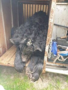 a rescued black bear ready to be transported
