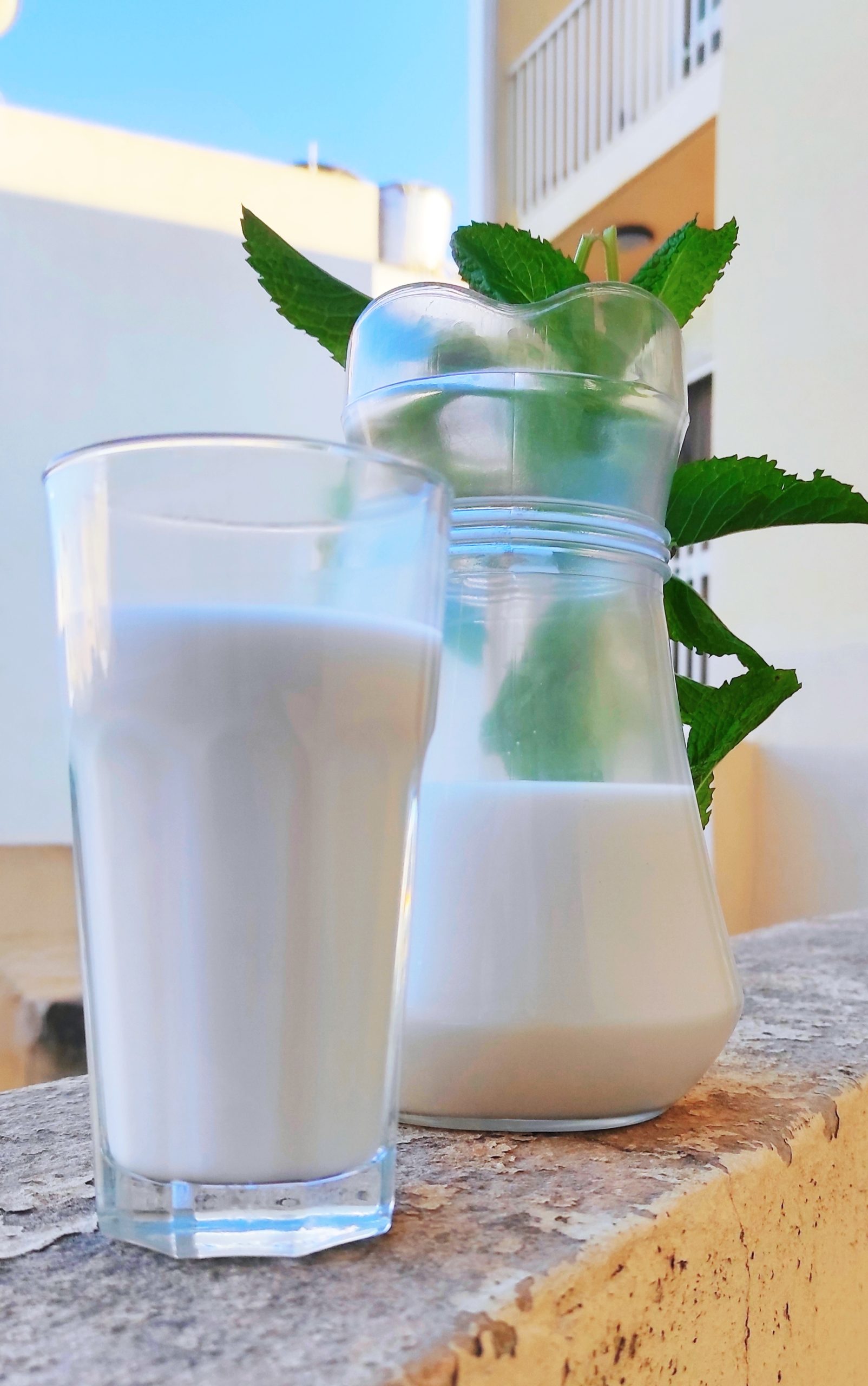 a tall glass of hemp milk next to a bigger carafe of hemp milk. There is a house plant in the background.