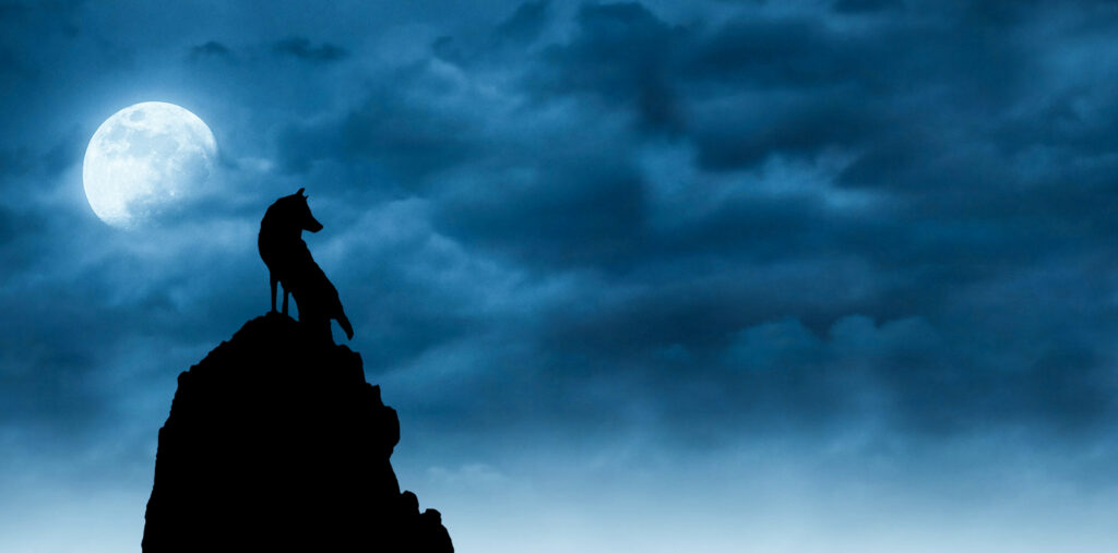 Lone Wolf On Mountain With Backdrop Of The Moon And Dark Blue Sky