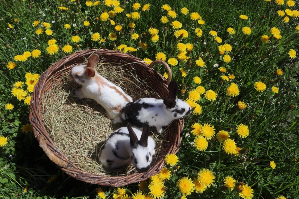 Black_White_and_Brown_Rabbits_in_a_Brown_Wicker_Basket_Among_a_Field_of_Yellow_Dandelions_and_Green_Grass