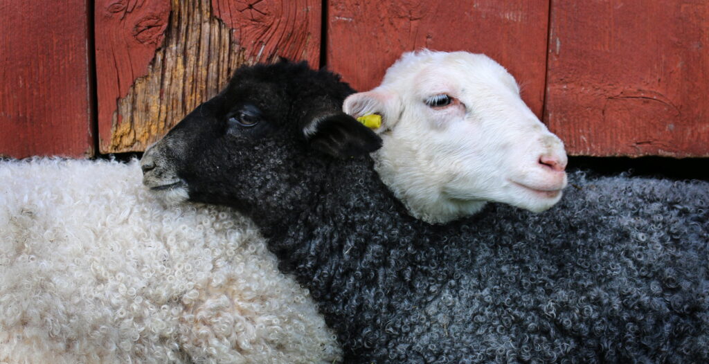 Black_and_White_Sheep_Embracing_by_Red_Fence