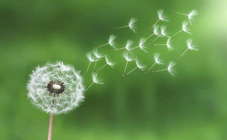 White_Dandelion_with_Seeds_Blowing_in_the_Wind_with_a_Green_Background