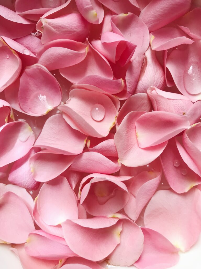 pink rose petals with drops of water
