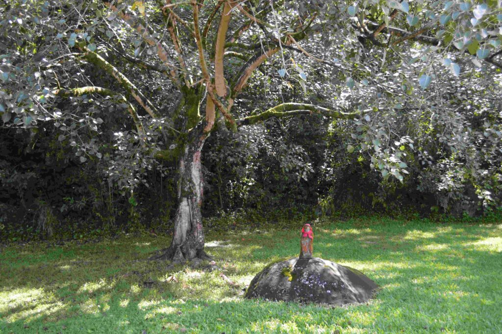 The Bodhi tree outside a Zen center with religious statue perched on mossy rock in front of it.