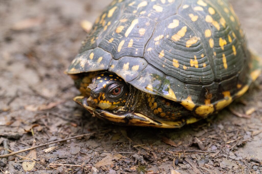Box turtle hiding inside its shell.