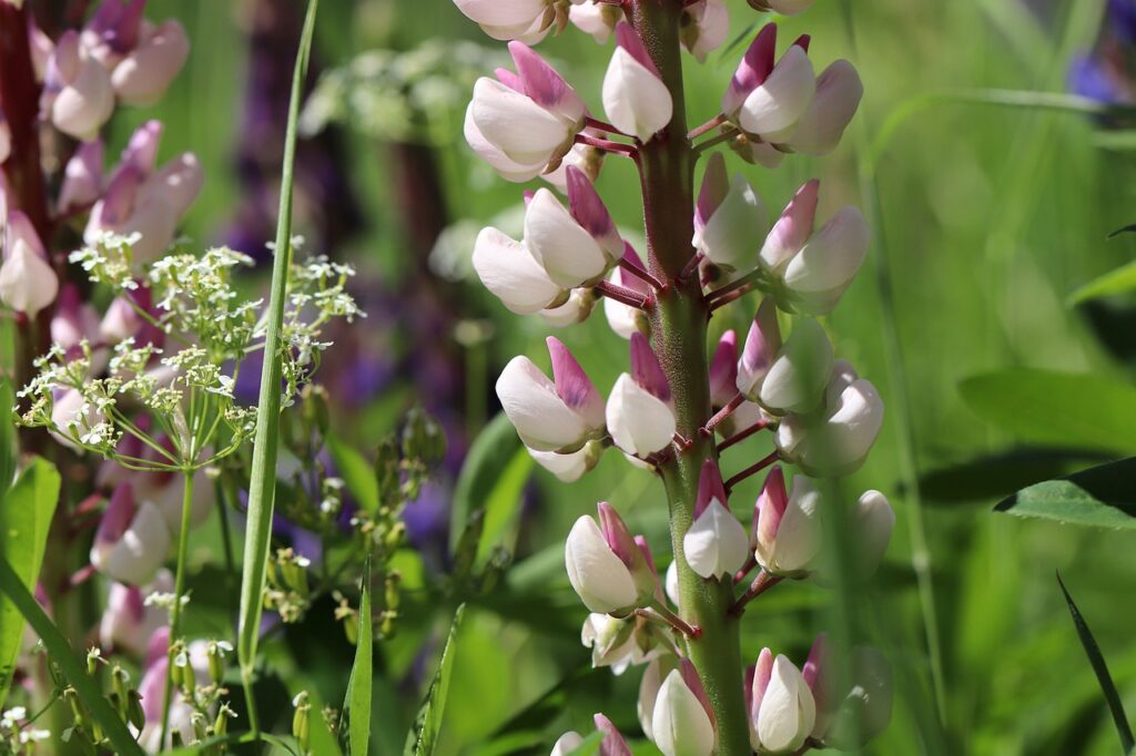 Purple_And_White_Lupini_Plant_With_A_Background_Of_Green_Leaves