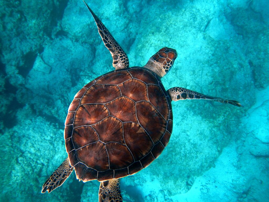 A majestic sea turtle swims in a beautiful blue sea.