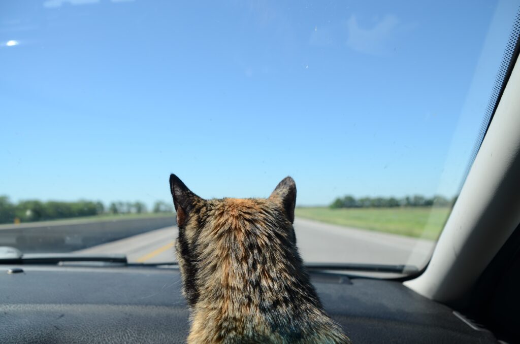 tortoiseshell cat in car looking outside the window