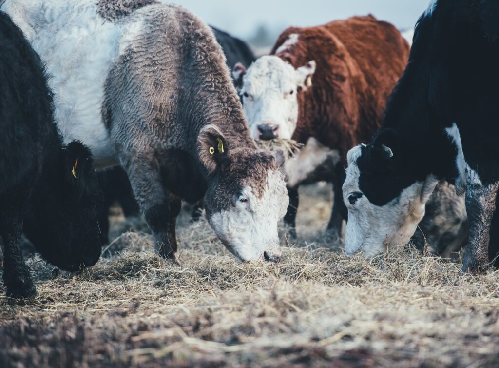 cows eating hay. animal agriculture is often ignored by media as a driver of climate change