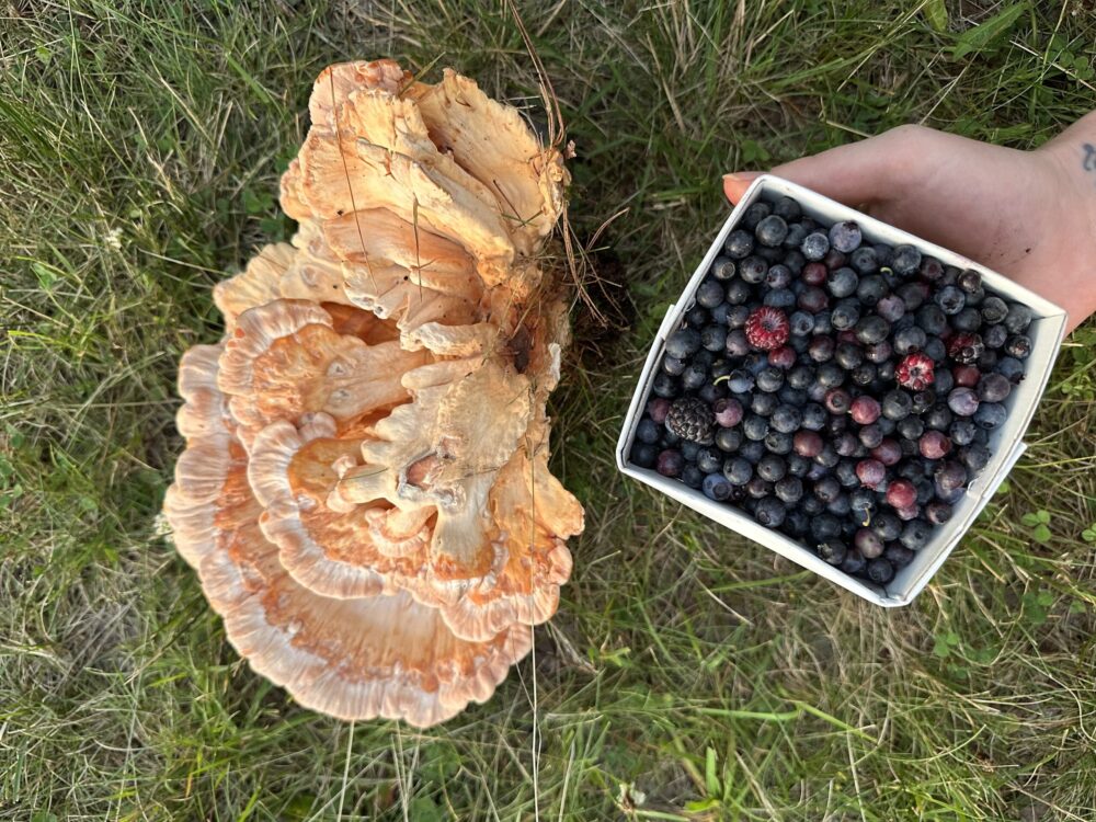 chicken of the woods mushroom on green grass with a hand holding a pint of wild blueberries next to it.
