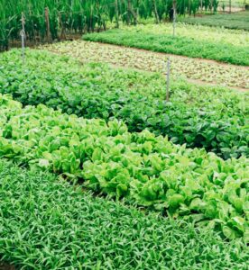 a small garden with a variety of different greens growing