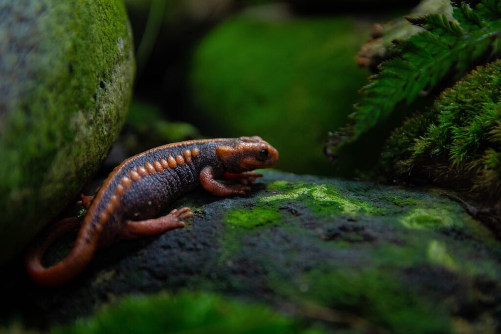 salamanders on mossy rocks