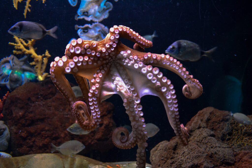 An octopus swimming in the ocean. A proposed octopus farm is drawing attention for the callus cruelty these animals will be subjected to. These factory farms are often overlooked when discussing animal rights